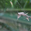 Leaf Curling Spider