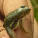 Indian Skipper Frog