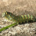 Black Swallowtail