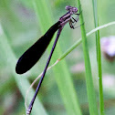 Variable Dancer