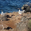 Swallow-tailed Gull