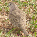 Inca Dove