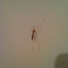 Cranefly
