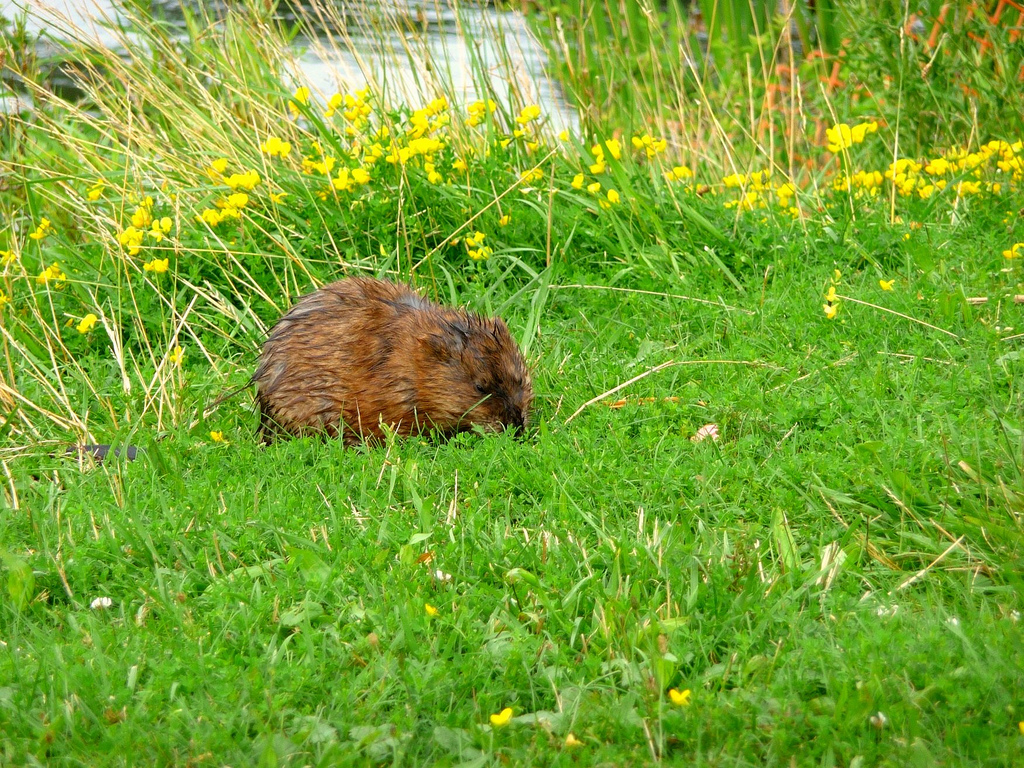 American Beaver