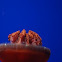 jelly fish