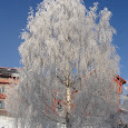 Scandinavian's Biodiversity