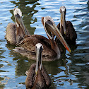 Brown Pelican