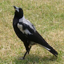 Australian Magpie