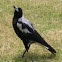 Australian Magpie