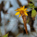 Rudy Marsh Skimmer (Female)