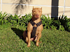 Exelentes Pitbull Cachorros