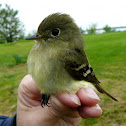 Yellow-bellied Flycatcher