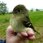 Yellow-bellied Flycatcher