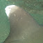 White-tip Reef Shark