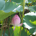 Lotus