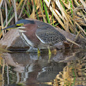 Green Heron