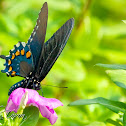 Spicebush Swallowtail