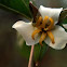 Great White Trillium