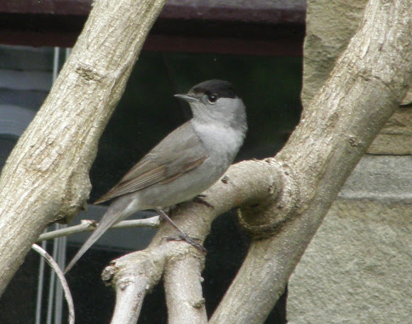 Spotting Image 1