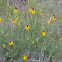 Prairie Coneflower