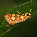 Footman moth