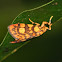 Footman moth