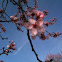 Cherry blossom