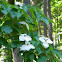 Dogwood