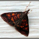 Mint-loving Pyrausta Moth