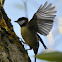 Great tit