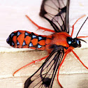 Polilla