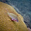 Red Cheek Anthias
