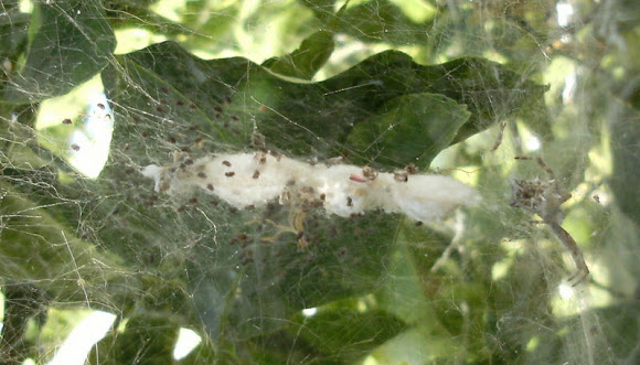 Spotting Image 1