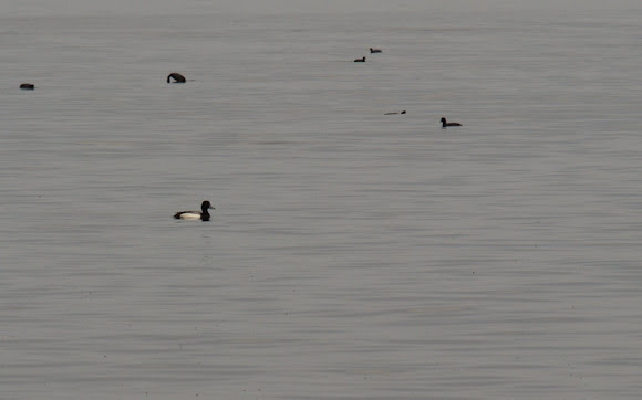 Spotting Image 1