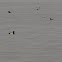 Lesser scaup