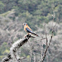 American Kestrel