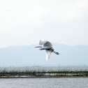 American White Ibis