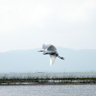 American White Ibis