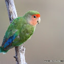 Rosy-faced Lovebird