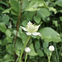 Thimbleweed