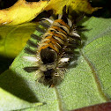 Milkweed Tussock Moth Caterpillar