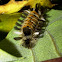 Milkweed Tussock Moth Caterpillar