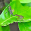 Mating Robber Flies
