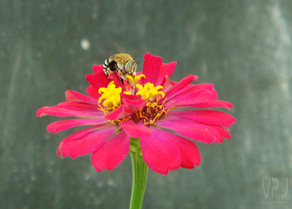 Spotting Image 1
