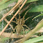 Funnel Web Spider