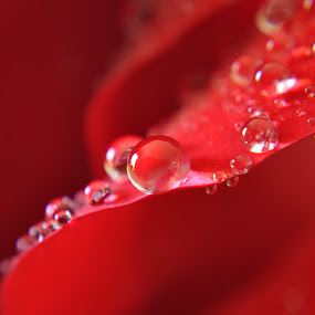 Rose Drops by Nathan Cool - Landscape & Nature Flowers & Plants