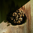 Honey Bee Nest