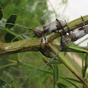 Twig Girdler