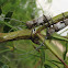 Twig Girdler