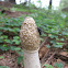 Common Stinkhorn